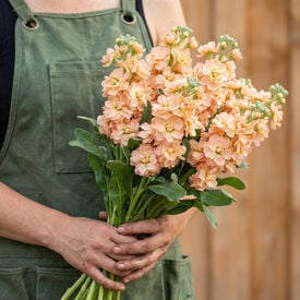 Apricot Quartet, Stock Seeds